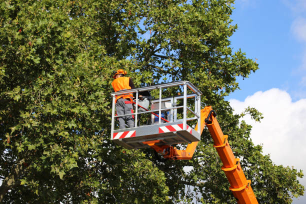 How Our Tree Care Process Works  in Crandall, TX